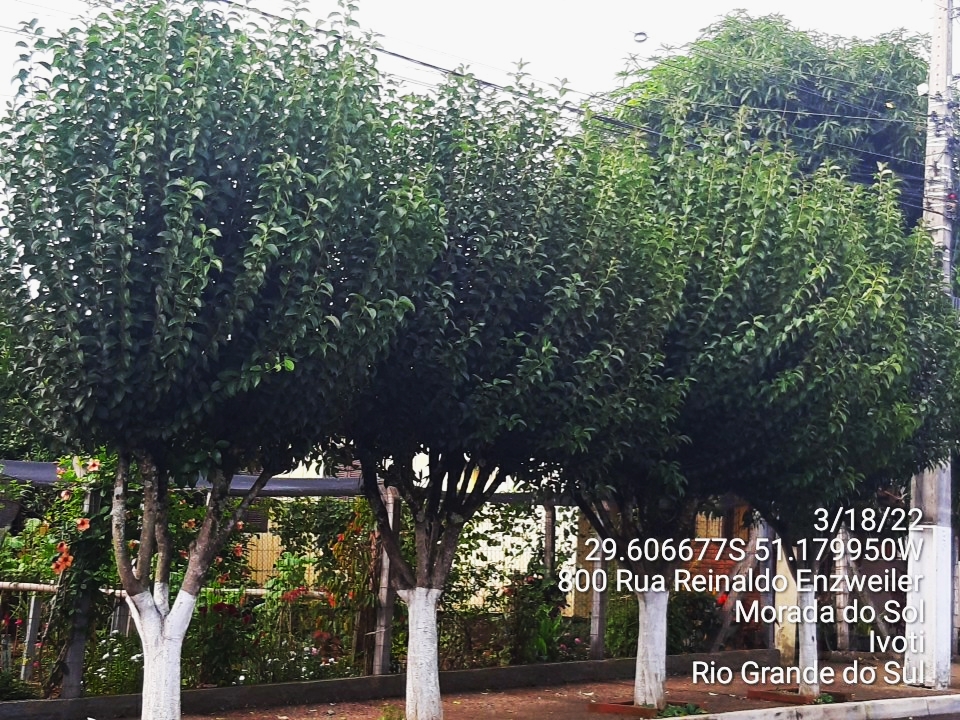 Exemplares de Ligustrum japonicum